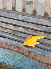 Yellow maple leaf lies on wet wooden backgroud, the quiet charm of fall and its changing atmosphere.