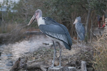 Marabou Stork Standing on Stump with Shoebill Stork in Background