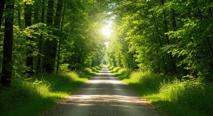 Obraz premium Sunlit Forest Path (1)