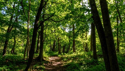 Lush forest path (7)