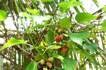 Morus alba, known as white mulberry, common mulberry and silkworm mulberry