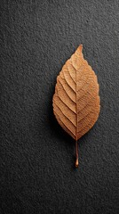 Single, dried leaf on dark background