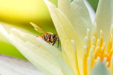 Macro image of bee sucking the nectar and pollen in light yellow water lily