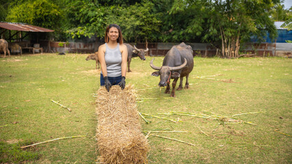 Female farmer gathers hay for water buffaloes in a rural field during midday in a lush green landscape © Happy Photo