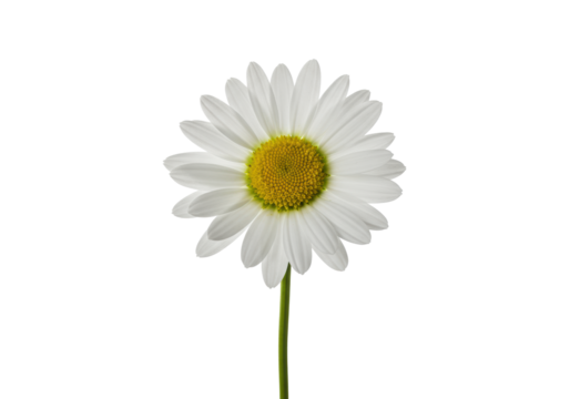 A single, transparent daisy flower with a vibrant yellow center and delicate petals, isolated against a brilliant white background with soft studio lighting, concept of purity and freshness