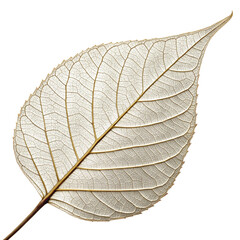 Obraz premium Skeleton Leaf Isolated on Transparent Background