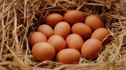 Fresh brown eggs gathered in a rustic straw nest at a farm during early morning light