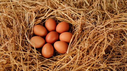 Fresh brown eggs resting in a nest made of straw in a rustic farm setting during daylight hours