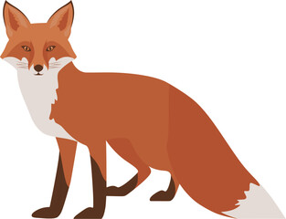 Fox vector illustration