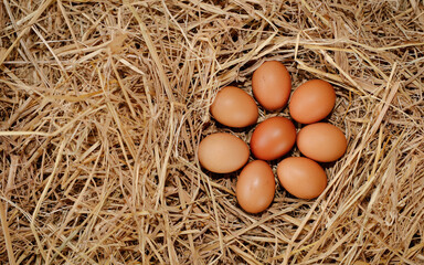Fresh brown eggs arranged in a circular pattern on straw bedding in a rustic farm setting during the morning light