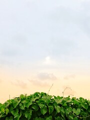 Naklejka premium A beautiful morning with greenary