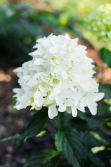 White Skyfall hydrangea in early bloom stage