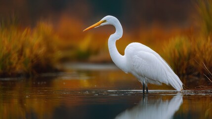 Obraz premium A great egret wades through calm, reflective water amidst vibrant autumn colors. The serene wetland setting creates a peaceful atmosphere during the fall season