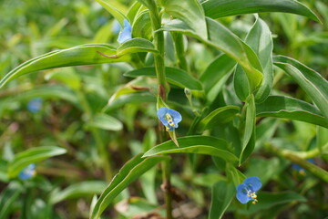 Close-up of an Asiatic dayflower, ツユクサ（露草)