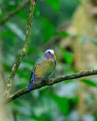 Asian Emerald Dove perched on a moss-covered tree branch in the Sinharaja rain forest.