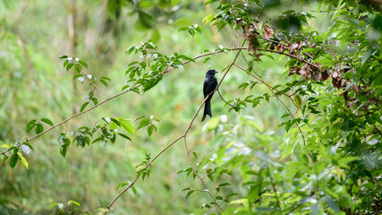 A Sri Lankan drongo is perched on a branch in the canopy of Sinharaja Forest Reserve. Endemic bird in Sri Lanka.