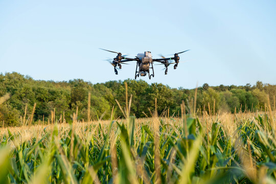 agriculture drone hovers gracefully above corn plants during sunset, creating a stunning visual blend of technology and nature.