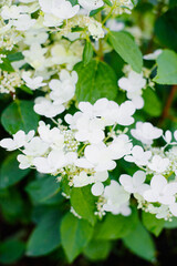 Hydrangea Wim's Red panicles bloom white fresh
