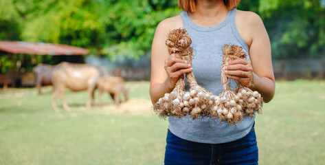 Woman holding freshly harvested garlic bulbs in a rural farm setting with horses in the background during daylight