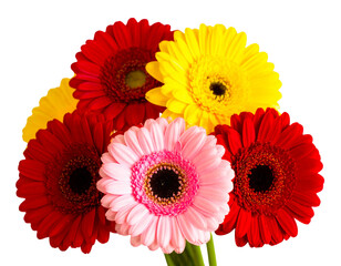 Colorful Flowering Plant Isolated on Transparent Background PNG