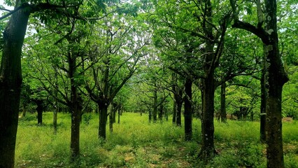 A lush grove of young trees with fresh green foliage stands under a clear sky, their branches creating a natural canopy that filters sunlight over the grassy forest floor