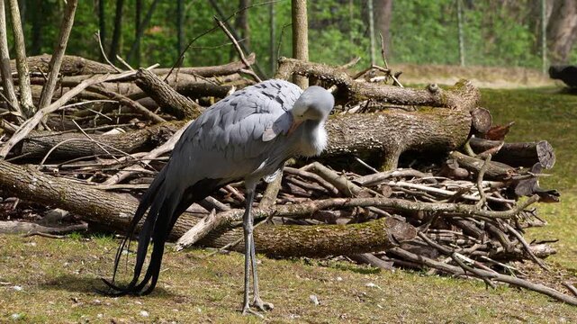 The Blue Crane, Grus paradisea, is an endangered bird specie endemic to Southern Africa. It is the national bird of South Africa