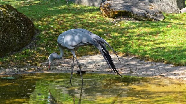 The Blue Crane, Grus paradisea, is an endangered bird specie endemic to Southern Africa. It is the national bird of South Africa