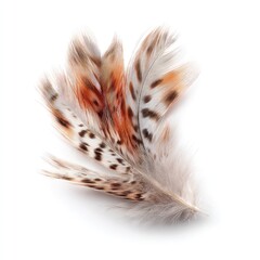 Close-up of three speckled bird feathers against white