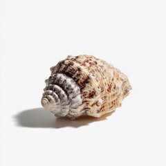 Obraz premium Single seashell, light beige and brown spiral, on white background