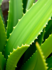 A close-up of fresh aloe vera (lidah buaya) leaves, thick and fleshy with a smooth green surface edged with small white teeth