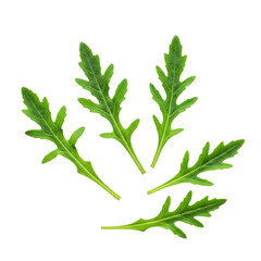 Pristine, vibrant green arugula leaves, freshly washed and artfully scattered in a flat lay macro shot on a transparent background with soft studio light, concept of natural culinary freshness