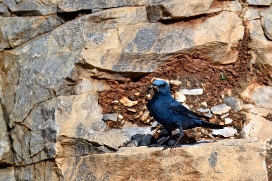 M&auml;nnliche Blaumerle mit Futter im Schnabel // Blue rock thrush - male (Monticola solitarius) - Peloponnes, Griechenland