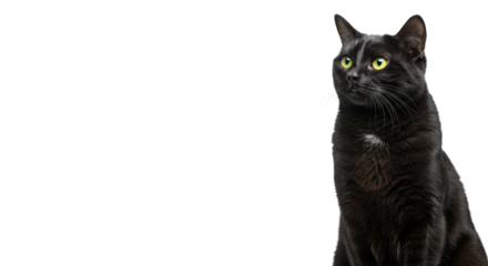 An ultra-realistic, sleek black cat with piercing yellow eyes sits still on a transparent studio background, sharp focus, corporate negative space, concept of strategic focus, agility, intelligence