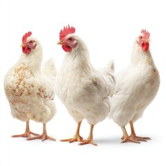 Fototapeta premium Three white chickens stand side-by-side against a white background