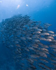 Naklejka premium A massive school of fish swims in a vibrant blue ocean.