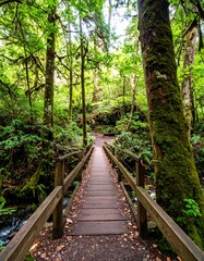 Obraz premium Lush forest trail with wooden bridge