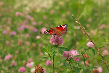 A field of pink clover flowers. A beautiful butterfly. peacock eye butterfly on a clover flower. Scene with a butterfly for background, post, screensaver, wallpaper, postcard, banner, cover, website