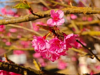 Cherry blossom branches with petals gently falling.