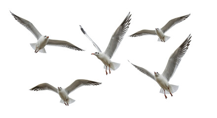 Three to five elegant white and light grey seagulls with sharp black wingtips, soaring mid-flight on a pure transparent studio background, ultra-sharp focus, high-key lighting, concept of