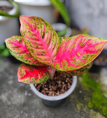 Beautiful Red Aglonema Plant Fresh