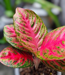 Close-Up of Beautiful and Fresh Red Aglonema Plant