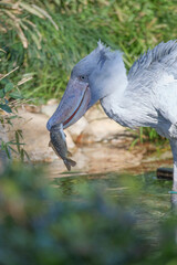 Shoebill Stork Catching and Eating a Fish at the Waterside