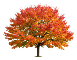 Maple Tree in Autumn Colors &ndash; Isolated on Transparent Background, High Detail Photorealistic Illustration