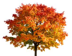 Maple Tree in Autumn Colors – Isolated on Transparent Background, High Detail Photorealistic Illustration