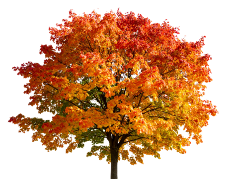 Maple Tree in Autumn Colors – Isolated on Transparent Background, High Detail Photorealistic Illustration