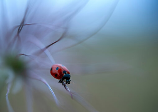 Close up of a red ladybug on a delicate plant with blurred background