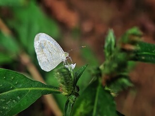 butterfly on a leaf