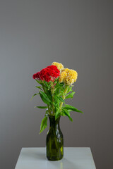 白い部屋に置かれたケイトウ