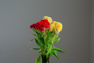 白い部屋に置かれたケイトウ