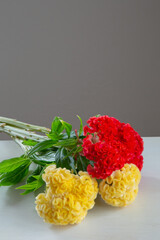 白い部屋に置かれたケイトウ